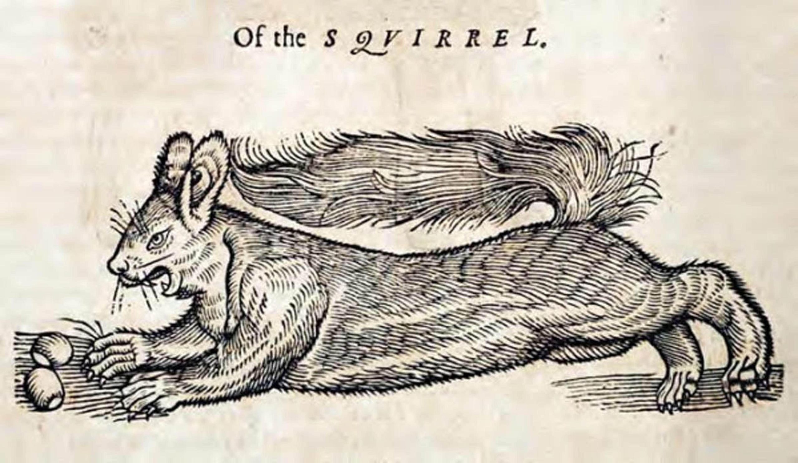 El clérigo inglés Edward Topsell incluyó ilustraciones de animales reales como la ardilla, así como bestias míticas como la hidra en su libro The History of Four-Footed Beasts and Serpents, publicado en 1658